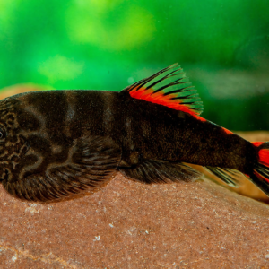 Borneo Sucker Bloody Mary - Image 1