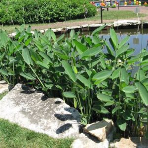 Thalia Dealbata “Blue Chip”