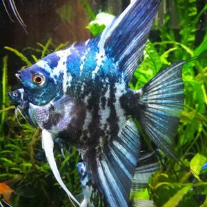 Scalar Green Marble - Image 1