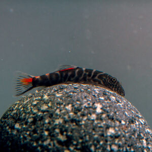 Borneo Sucker Doble Red XL - Image 1