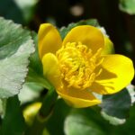 Caltha Palustris