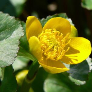 Caltha Palustris - Image 1