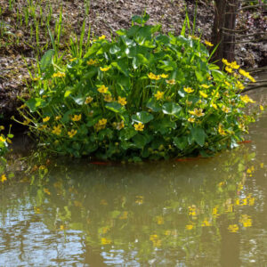 Caltha Palustris - Image 2