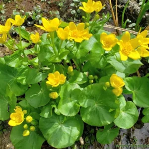 Caltha Palustris - Image 3