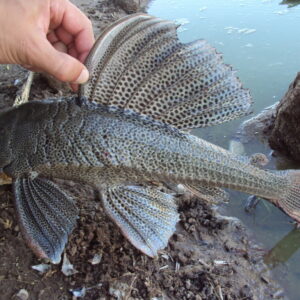 Vieja del agua - Image 1