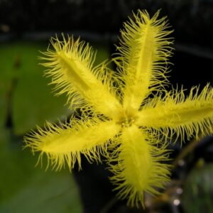 Nymphoides Crenata