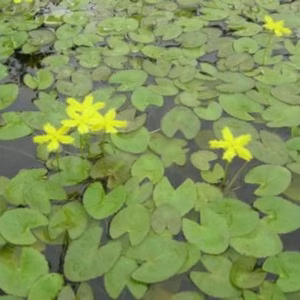 Nymphoides Crenata - Image 3