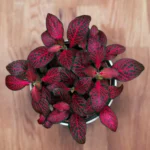 Fittonia Red Blood