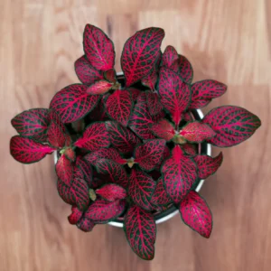 Fittonia Red Blood - Image 1