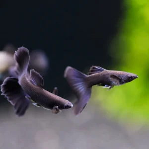 Guppy Full Black (CASAL)