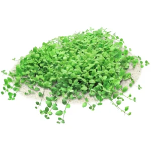 Hygrophila serpyllum - Image 2