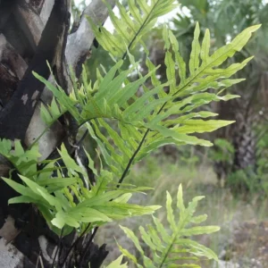 Phlebodium aureum - Image 4