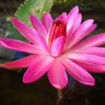 Nenufar Hitchcock (nocturna)