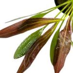 Echinodorus Horemani Red