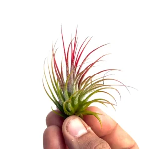 Tillandsia (Ionatha rubra) - Image 1