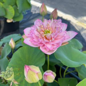 Loto Mini Pink - Image 2