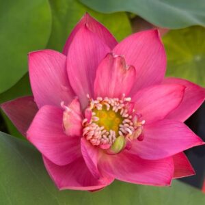 Loto Mini Pink - Image 1