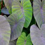 Colocasia Madeira