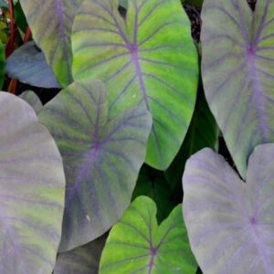 Colocasia Madeira - Image 1