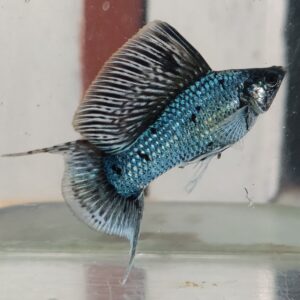 Molly Electric Blue - Image 1