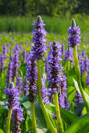 Pontederia Lanceolata