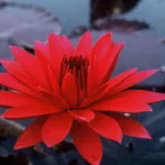 Nenufar Red Flare (nocturna)