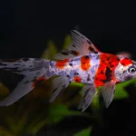 Cometa Shubunkin 5 cm