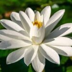 Nenufar Sir Galahad (nocturna)