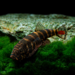 Borneo Sucker Red Tail Sk02