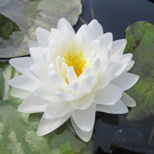 Nenufar Thelma - Image 1