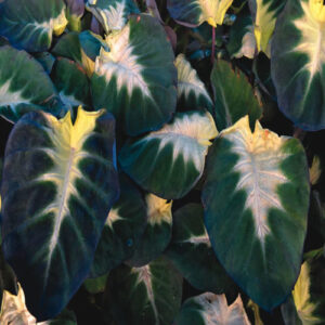 Colocasia Tropical Storm - Image 1