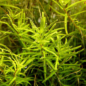 Rotala Sp. Wayanad - Image 2
