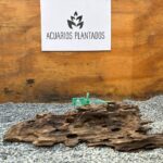Dragon Wood x 503 gr
