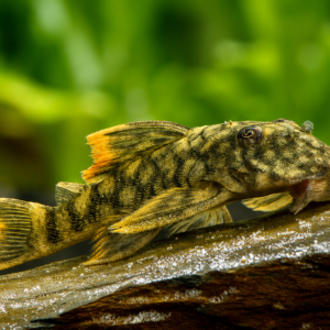 Hemiancistrus guahiborum L106