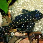 Dekeyseria Scaphirhyncha L201