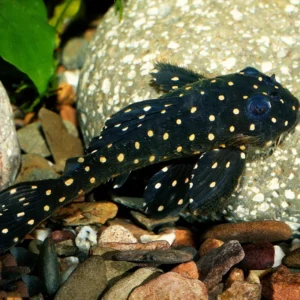 Dekeyseria Scaphirhyncha L201 - Image 1