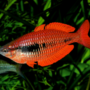 Melanotaenia Parva