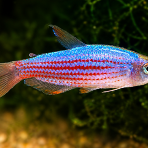 Tetra de lineas púrpura