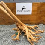 Raiz Azalea 1031 X 3.700 kg