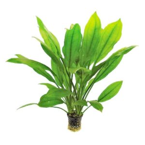 Echinodorus Bleheri