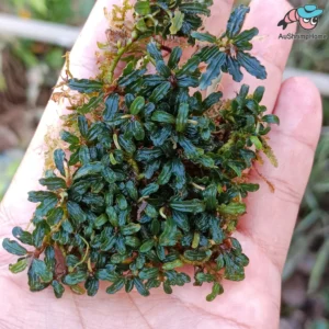 Bucephalandra Super Mini