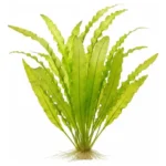 Aponogeton Crispus