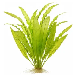 Aponogeton Crispus