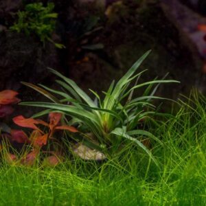 Eriocaulon sp. Vietnam - Image 2