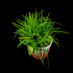 Eriocaulon sp. Vietnam