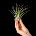 Tillandsia Fasciculata XL
