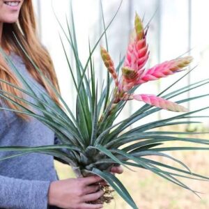 Tillandsia Fasciculata XL - Image 2