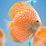 Discus Golden Tiger
