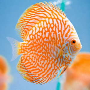 Discus Golden Tiger