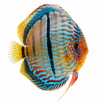 Discus Heckel Cross